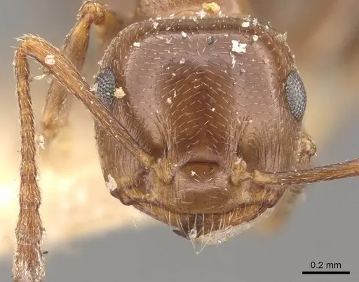 Crematogaster antaris - CASENT0908473