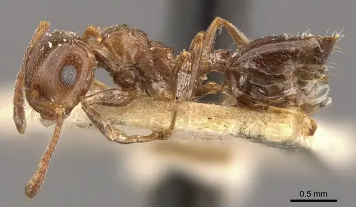 Crematogaster antaris - CASENT0908473