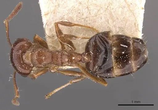 Crematogaster antaris - CASENT0908474