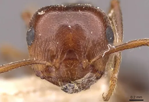 Crematogaster antaris - CASENT0908474