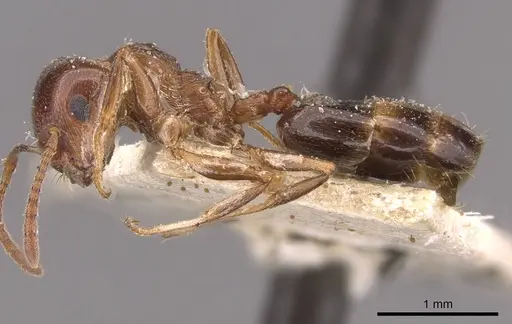 Crematogaster antaris - CASENT0908474