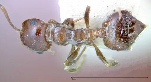 Crematogaster antaris - FOCOL0265-1