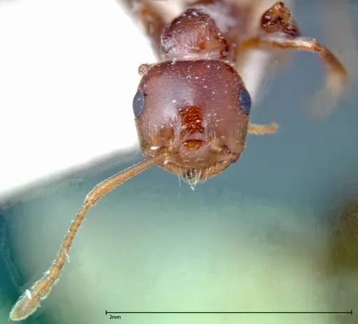 Crematogaster antaris - FOCOL0265-1