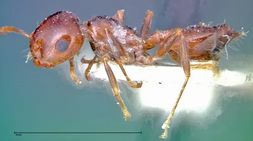 Crematogaster antaris - FOCOL0265-1