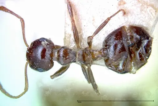 Crematogaster antaris - FOCOL0265-2