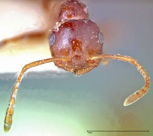 Crematogaster antaris - FOCOL0265-2