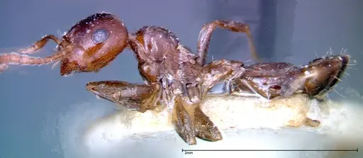 Crematogaster antaris - FOCOL0265-2