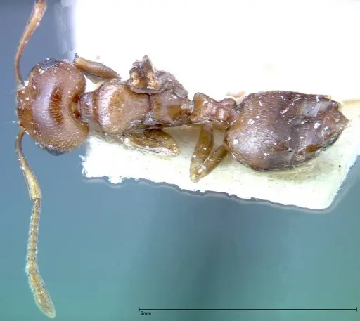 Crematogaster antaris - FOCOL0265-3