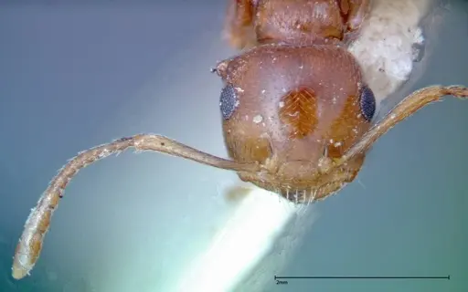 Crematogaster antaris - FOCOL0265-3