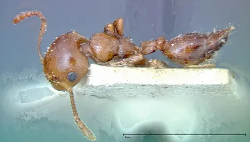 Crematogaster antaris - FOCOL0265-3