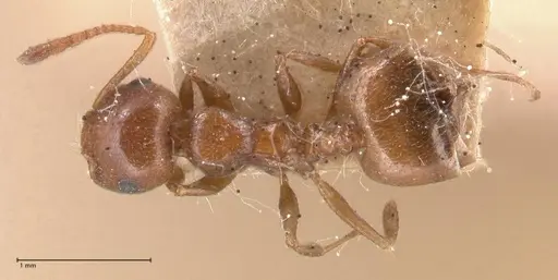 Crematogaster antaris - FOCOL0779-1