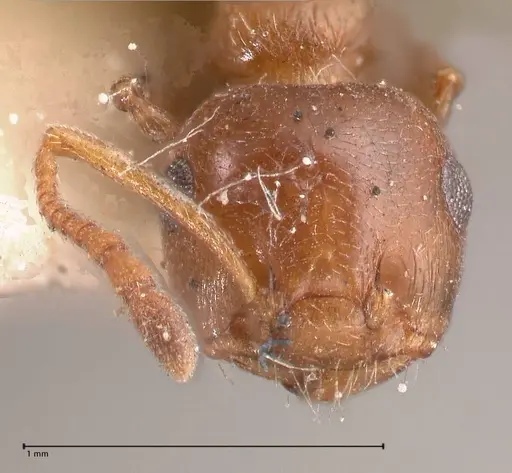 Crematogaster antaris - FOCOL0779-1