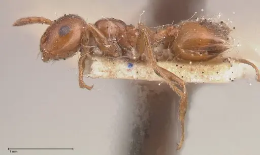 Crematogaster antaris - FOCOL0779-1