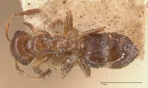 Crematogaster antaris - FOCOL0779-2