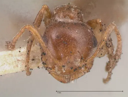 Crematogaster antaris - FOCOL0779-2