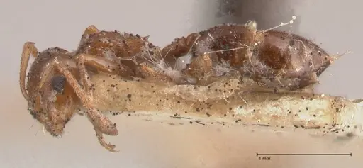 Crematogaster antaris - FOCOL0779-2