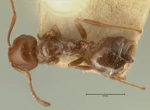 Crematogaster antaris - FOCOL1444