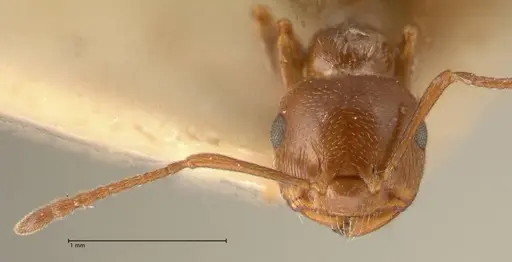Crematogaster antaris - FOCOL1444
