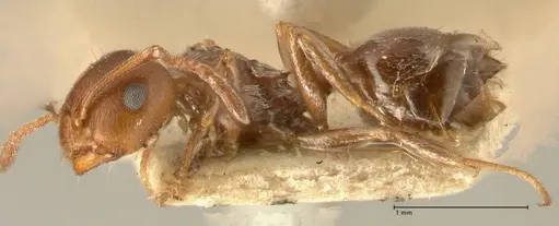 Crematogaster antaris - FOCOL1444