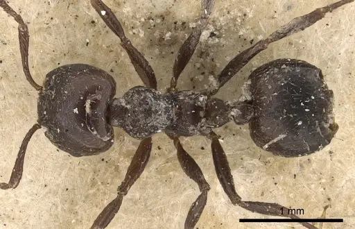 Crematogaster anthracina specimen