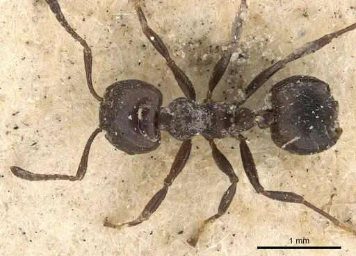 Crematogaster anthracina specimen