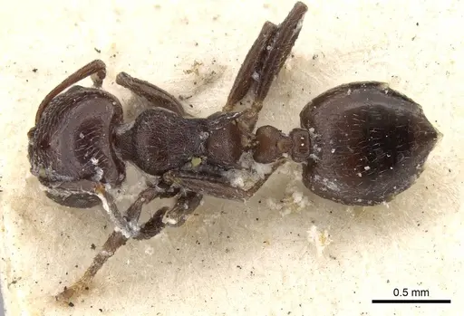 Crematogaster anthracina - CASENT0914071