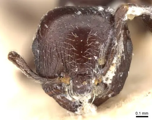 Crematogaster anthracina - CASENT0914071
