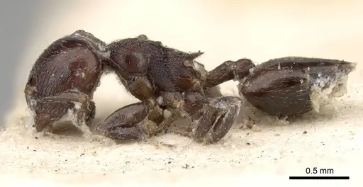 Crematogaster anthracina - CASENT0914071