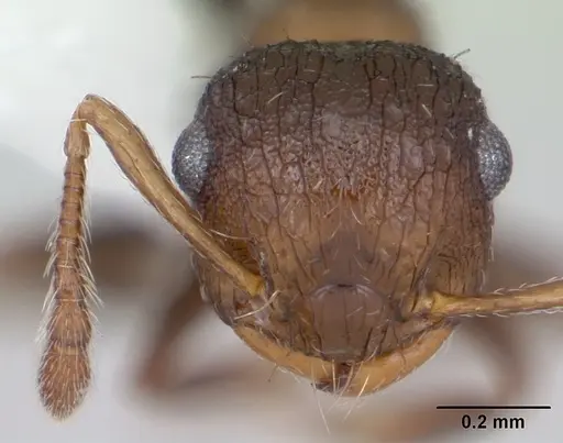 Crematogaster arata specimen