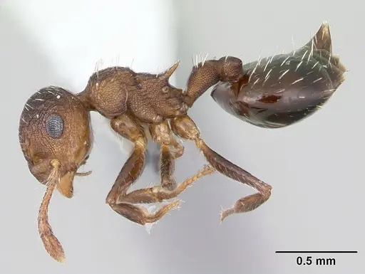 Crematogaster arata specimen