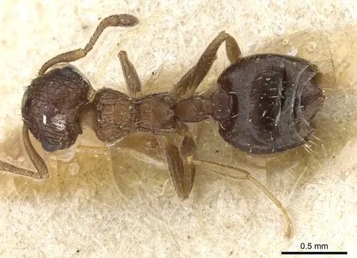 Crematogaster arata - CASENT0904525