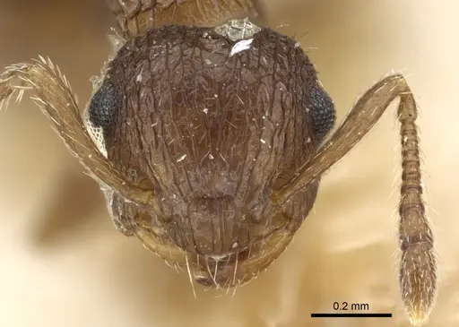 Crematogaster arata - CASENT0904525