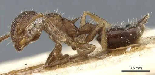 Crematogaster arata - CASENT0904525