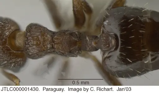Crematogaster arata - JTLC000001430