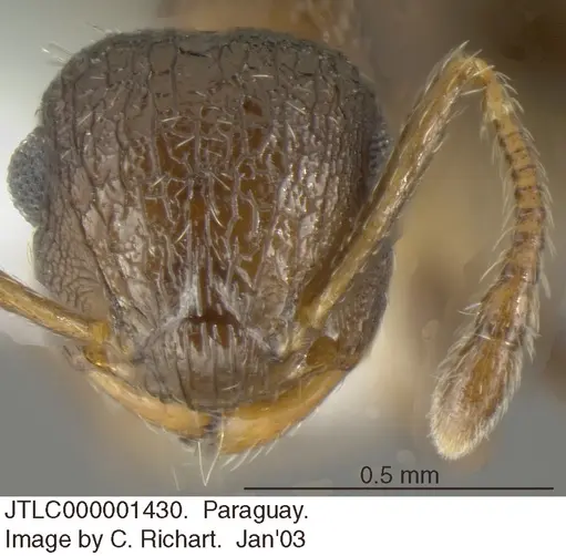 Crematogaster arata - JTLC000001430