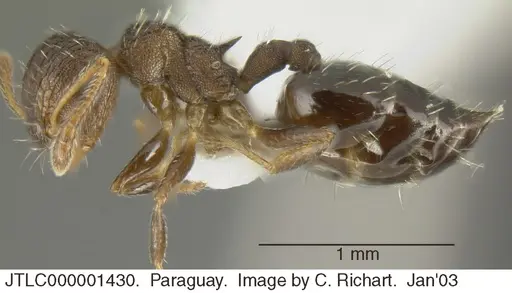 Crematogaster arata - JTLC000001430