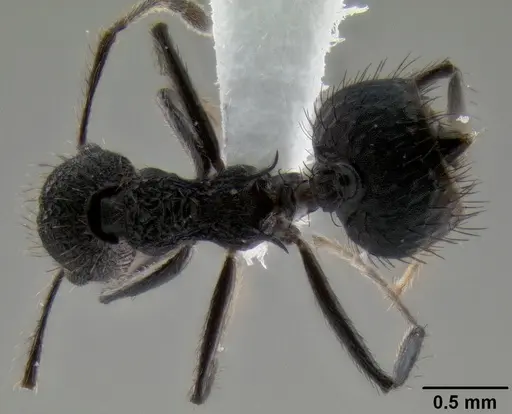 Crematogaster arcuata specimen
