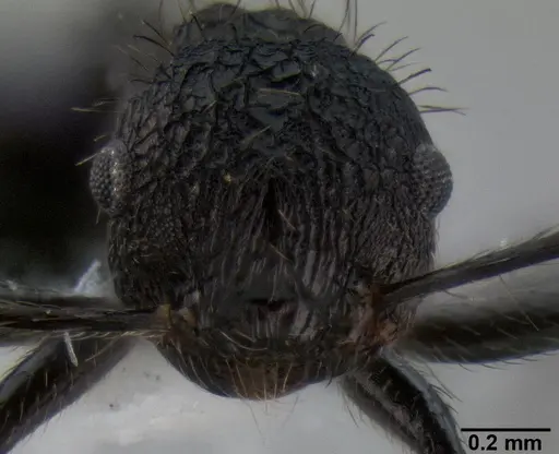 Crematogaster arcuata specimen