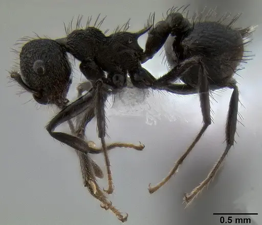 Crematogaster arcuata specimen
