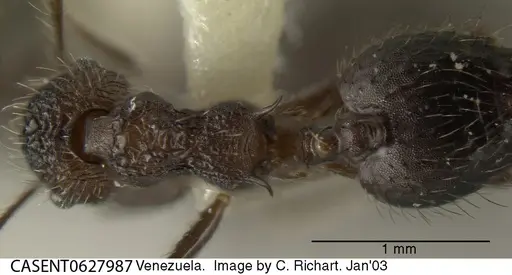 Crematogaster arcuata - CASENT0627987