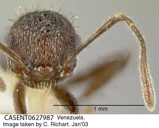 Crematogaster arcuata - CASENT0627987