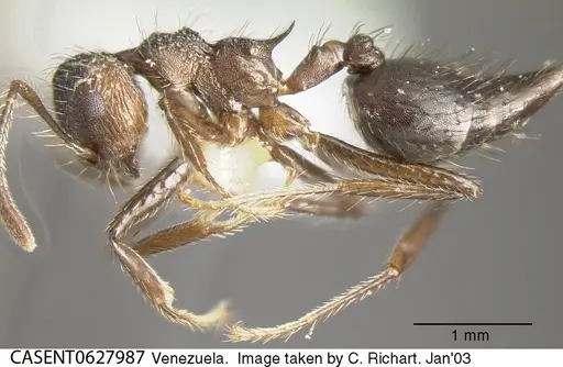 Crematogaster arcuata - CASENT0627987