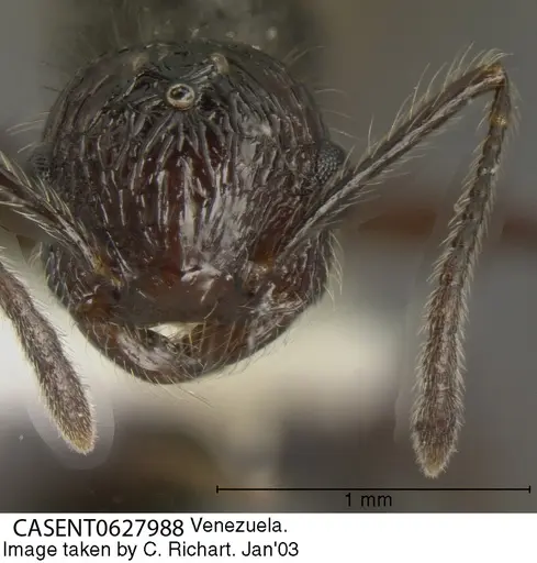 Crematogaster arcuata - CASENT0627988