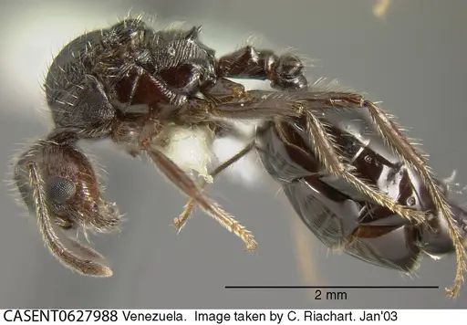 Crematogaster arcuata - CASENT0627988