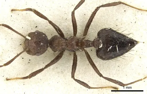 Crematogaster arcuata - CASENT0902147