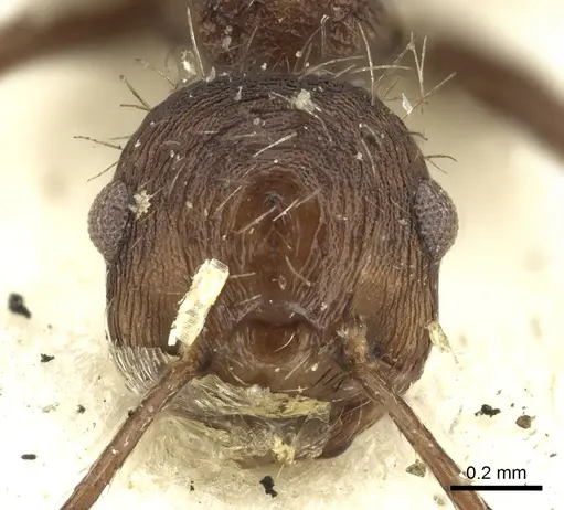 Crematogaster arcuata - CASENT0902147