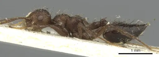 Crematogaster arcuata - CASENT0902147