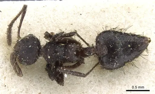 Crematogaster arcuata - CASENT0904521