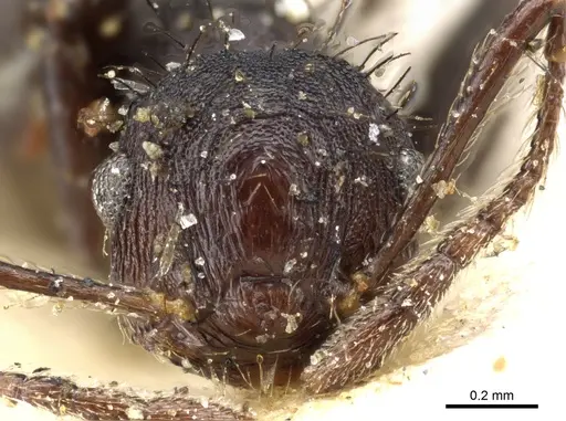 Crematogaster arcuata - CASENT0904521