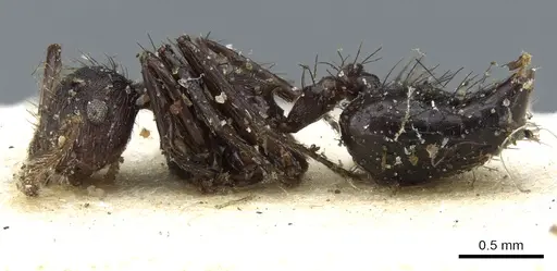 Crematogaster arcuata - CASENT0904521